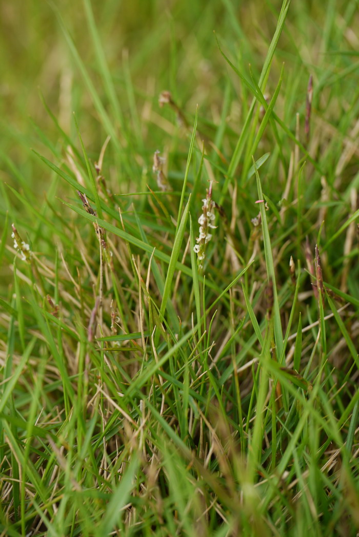 细叶结缕草 Zoysia matrella