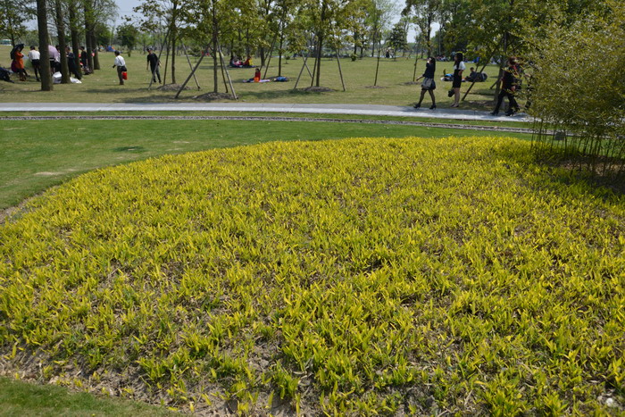 菲黄竹 Arundinaria viridistriata 菲黄竹 Arundinaria viridistriata