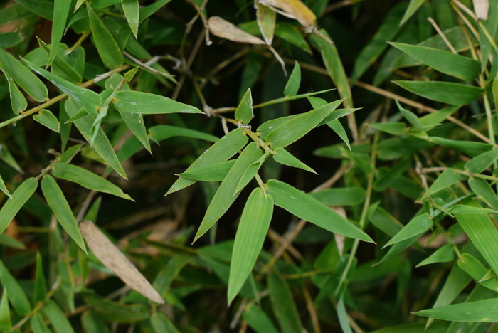 凤尾竹Bambusa multiplex ‘Fernleaf’ 凤尾竹Bambusa multiplex ‘Fernleaf’