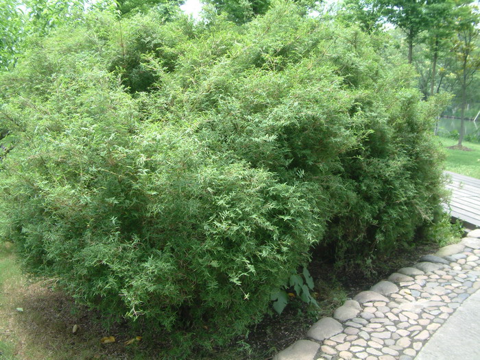 凤尾竹Bambusa multiplex ‘Fernleaf’ 凤尾竹Bambusa multiplex ‘Fernleaf’