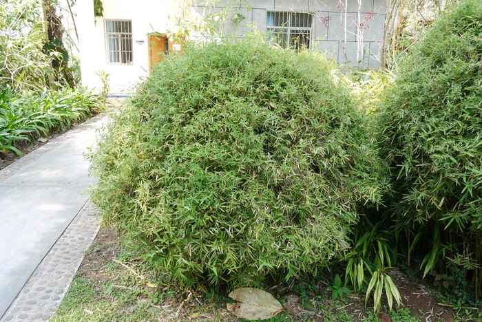 凤尾竹Bambusa multiplex ‘Fernleaf’ 凤尾竹Bambusa multiplex ‘Fernleaf’