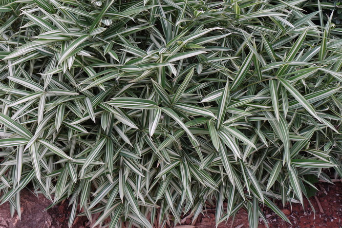 菲白竹Pleioblastus fortunei 菲白竹Pleioblastus fortunei