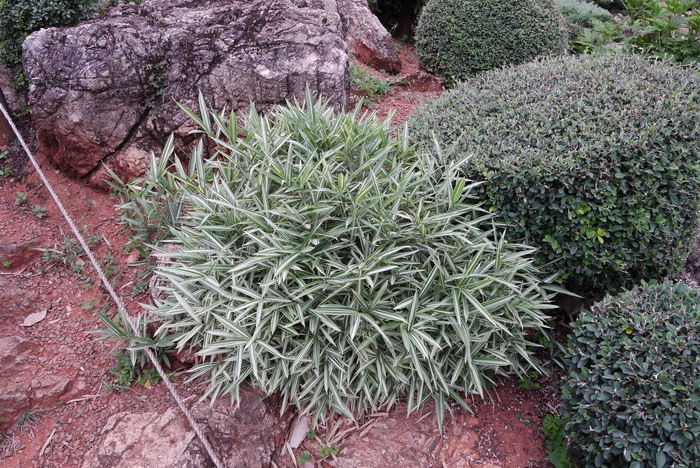 菲白竹Pleioblastus fortunei 菲白竹Pleioblastus fortunei