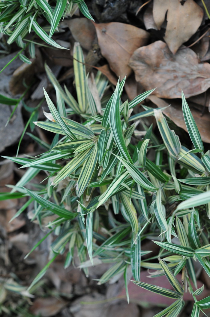 菲白竹Pleioblastus fortunei