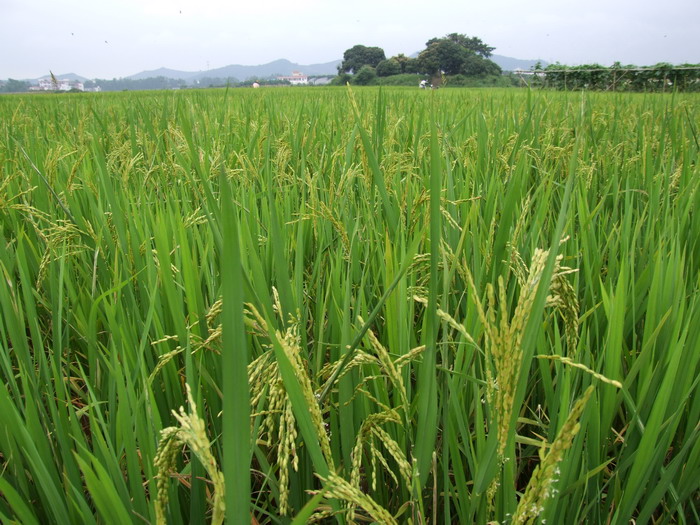 水稻Oryza sativa 水稻Oryza sativa