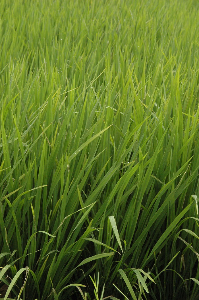 水稻Oryza sativa 水稻Oryza sativa