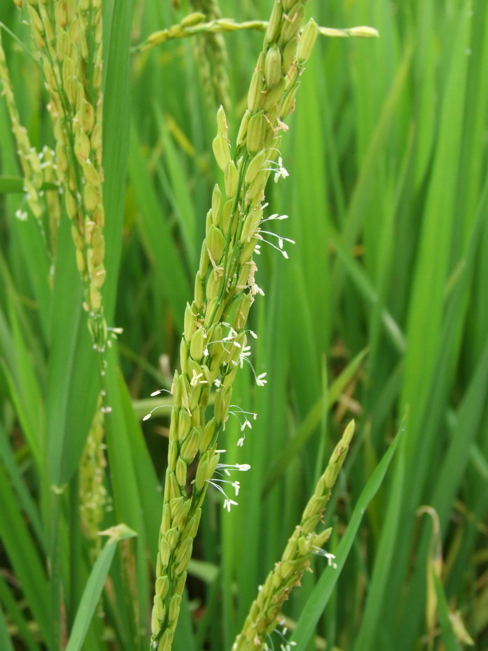 水稻Oryza sativa 水稻Oryza sativa