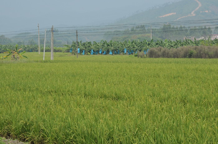 水稻Oryza sativa 水稻Oryza sativa