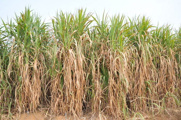 皇竹草Pennisetum hydridum 皇竹草Pennisetum hydridum
