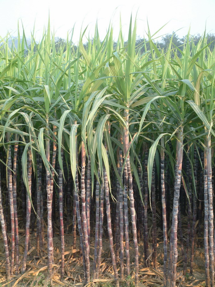 甘蔗 Saccharum officinarum 甘蔗 Saccharum officinarum