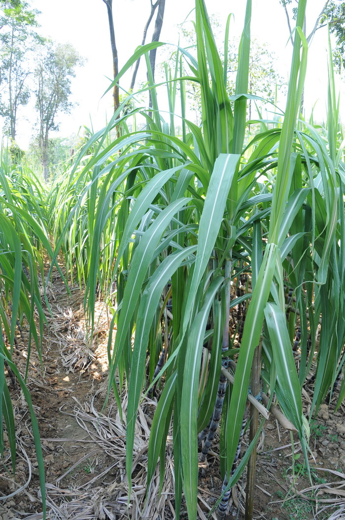 甘蔗 Saccharum officinarum 甘蔗 Saccharum officinarum