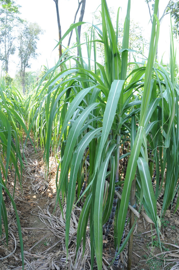 甘蔗 Saccharum officinarum