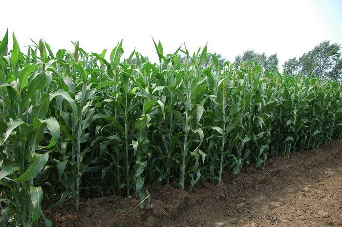 高粱Sorghum bicolor 高粱Sorghum bicolor
