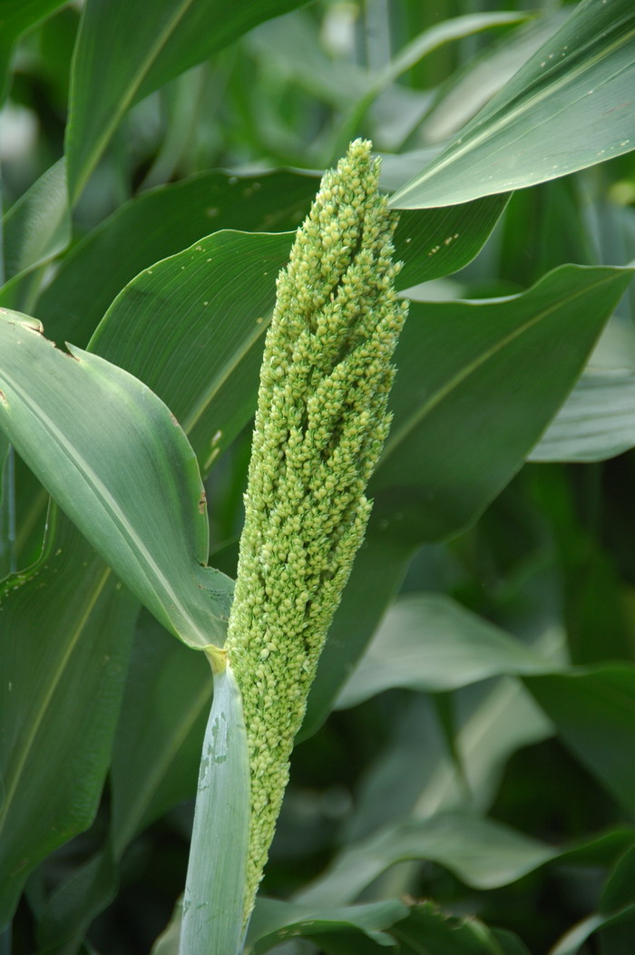 高粱Sorghum bicolor