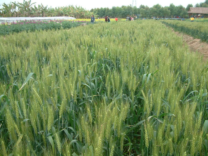 小麦Triticum aestivum 小麦Triticum aestivum