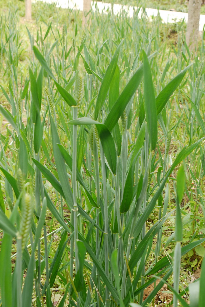 小麦Triticum aestivum 小麦Triticum aestivum