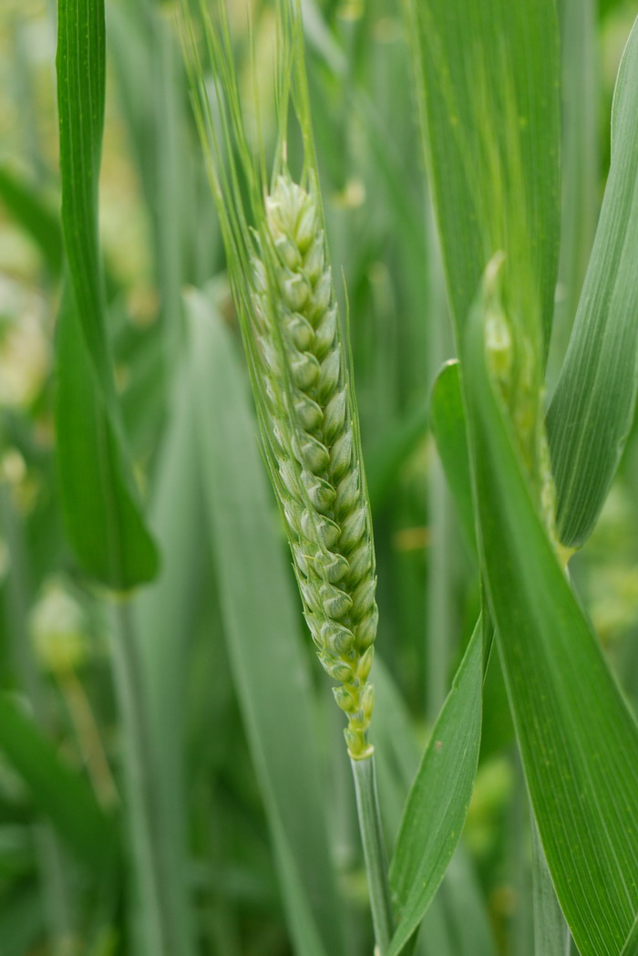 小麦Triticum aestivum