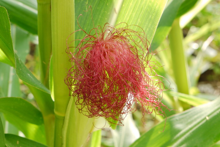 玉米Zea mays 玉米Zea mays