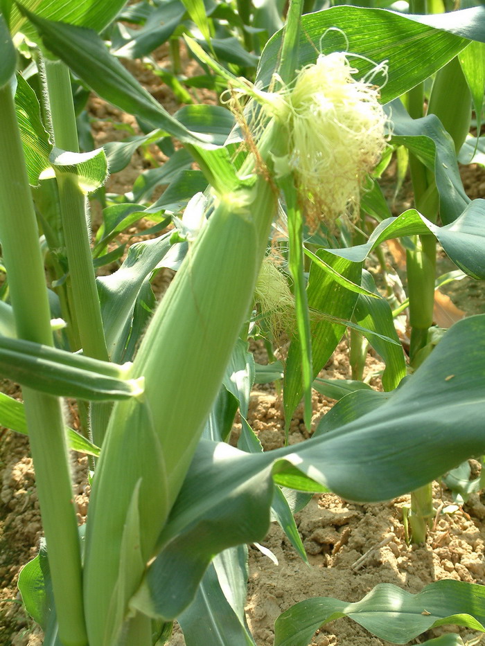 玉米Zea mays 玉米Zea mays