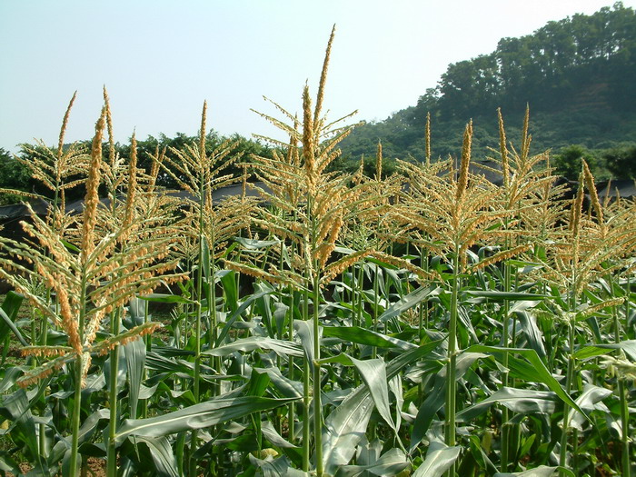 玉米Zea mays