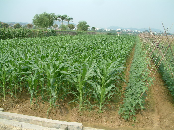 玉米Zea mays