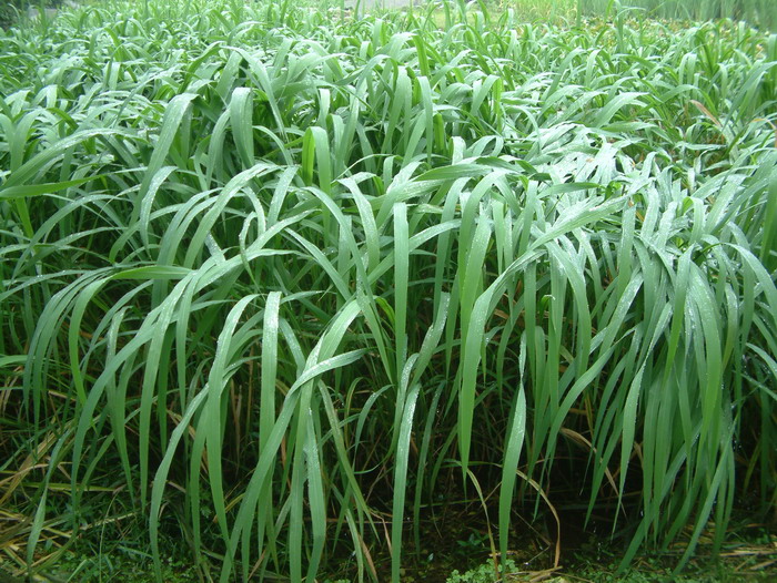 菰Zizania latifolia 菰Zizania latifolia