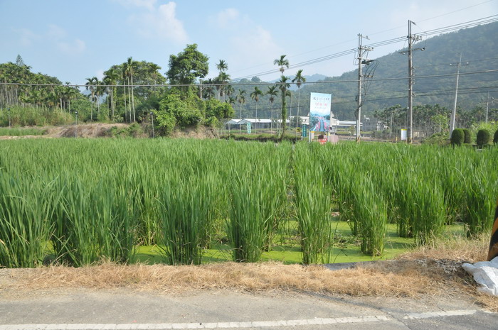 菰Zizania latifolia