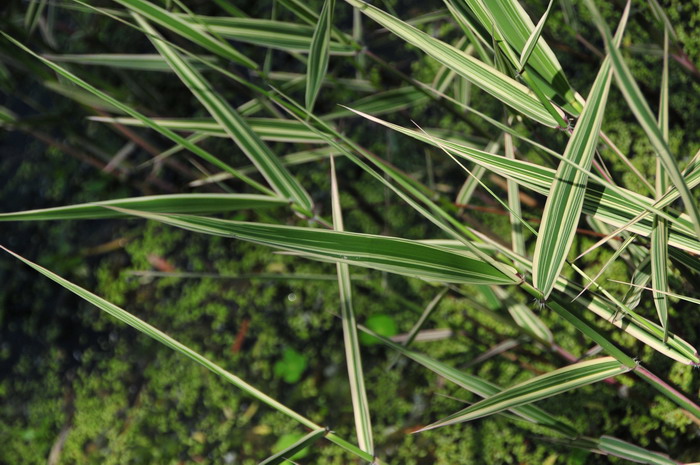 斑叶芦苇Phragmites australis var. variegates 斑叶芦苇Phragmites australis var. variegates
