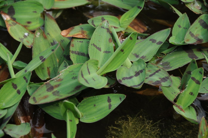 水禾Hygroryza aristata 水禾Hygroryza aristata
