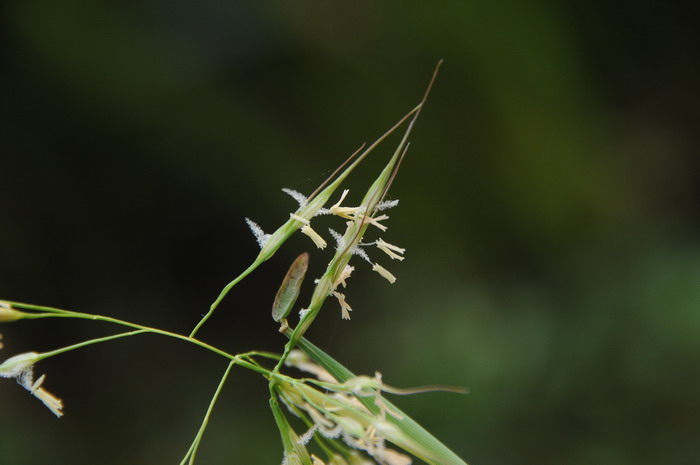 水禾Hygroryza aristata 水禾Hygroryza aristata