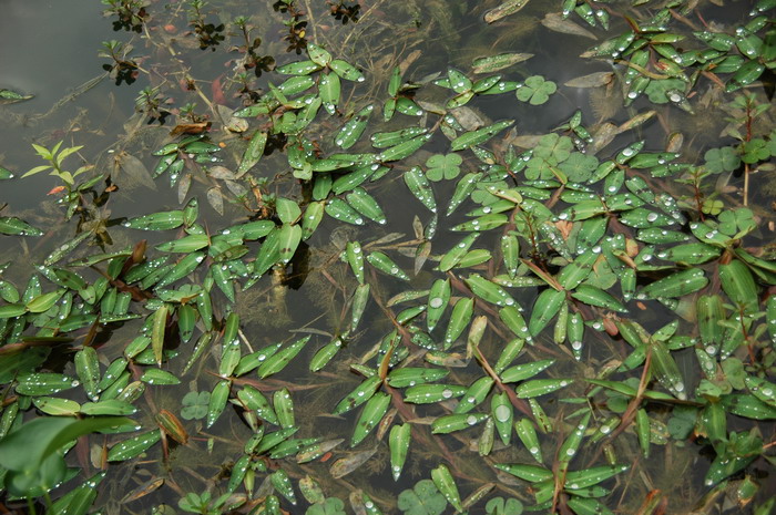 水禾Hygroryza aristata