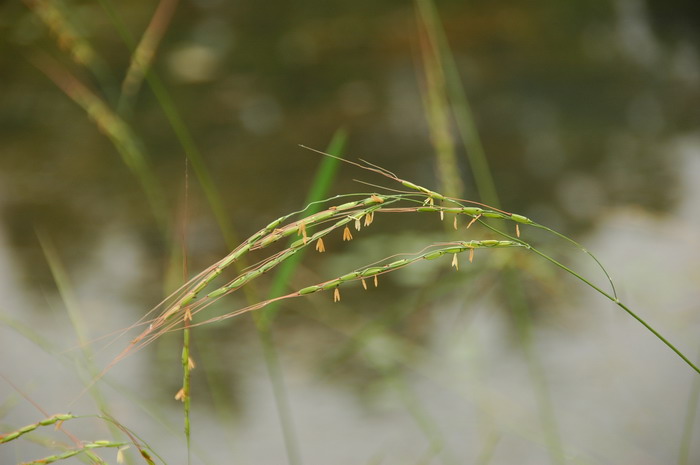 野生稻Oryza rufipogon 野生稻Oryza rufipogon