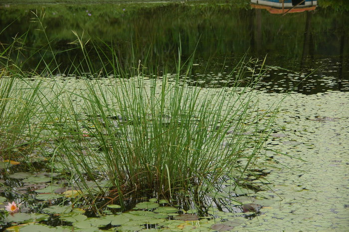 野生稻Oryza rufipogon 野生稻Oryza rufipogon
