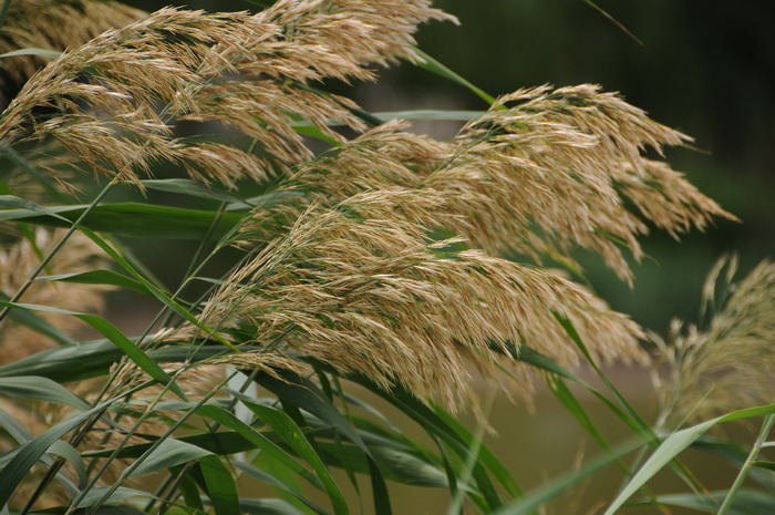 芦苇Phragmites australis 芦苇Phragmites australis