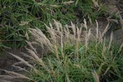 台湾芦竹Arundo formosana