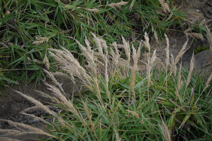 台湾芦竹Arundo formosana