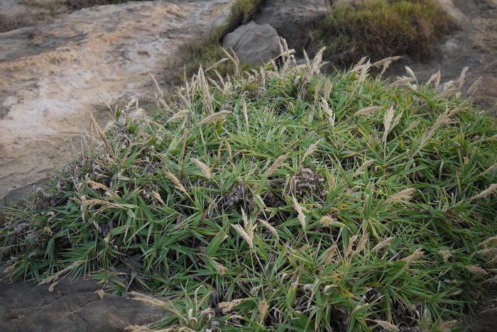 台湾芦竹Arundo formosana