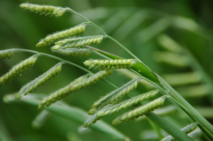 野黍Eriochloa villosa 野黍Eriochloa villosa
