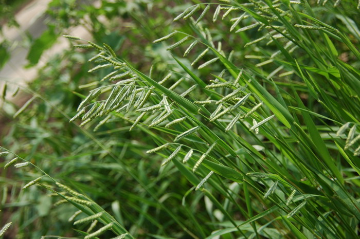 野黍Eriochloa villosa