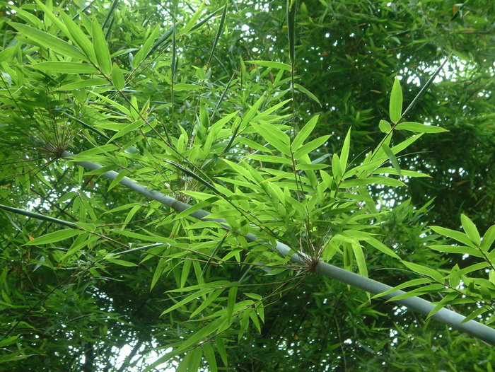 粉单竹 Bambusa chungii 粉单竹 Bambusa chungii