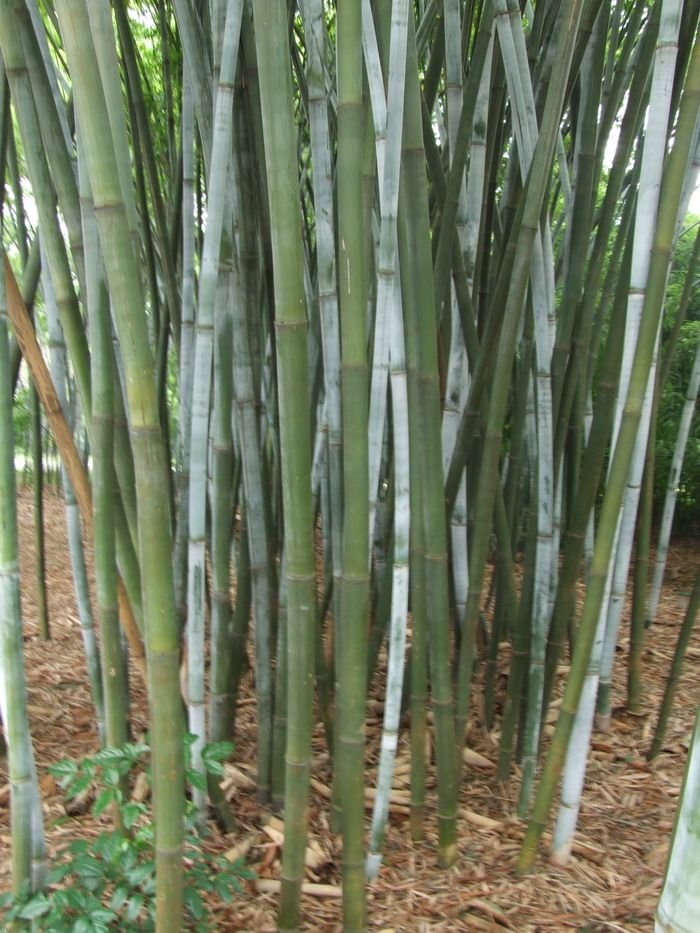 粉单竹 Bambusa chungii 粉单竹 Bambusa chungii