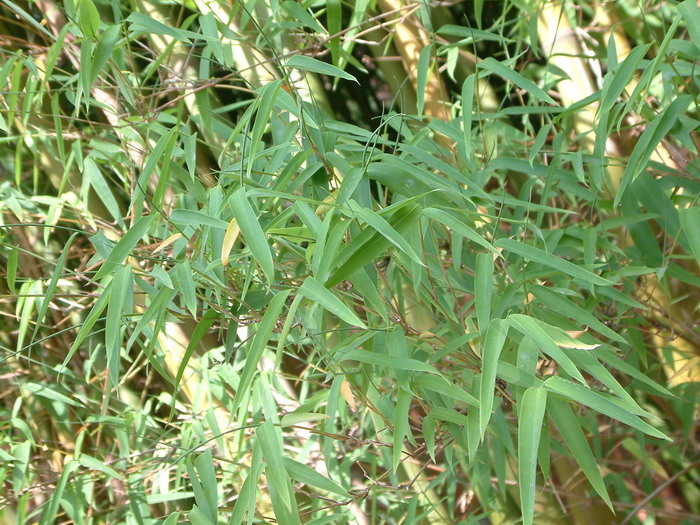 慈竹Bambusa emeiensis