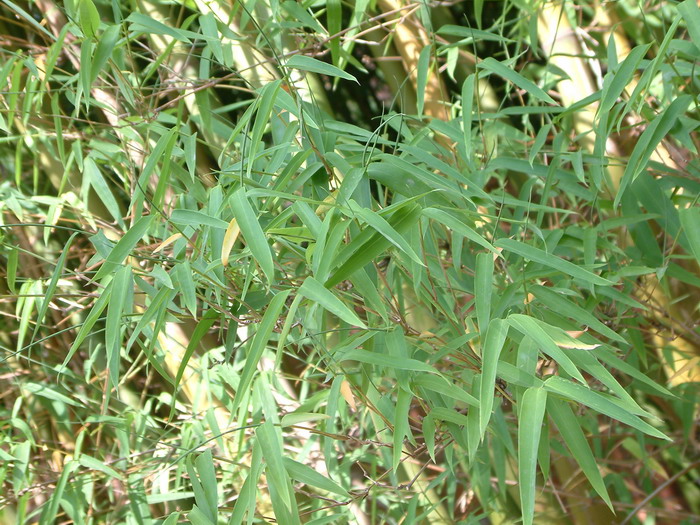 慈竹Bambusa emeiensis 慈竹Bambusa emeiensis