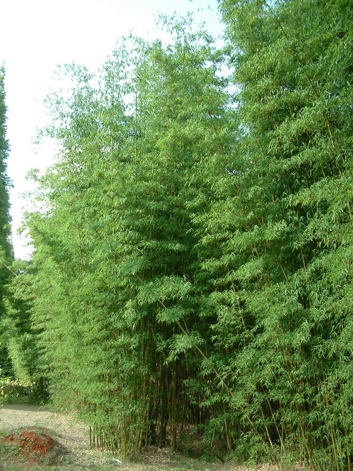 慈竹Bambusa emeiensis 慈竹Bambusa emeiensis