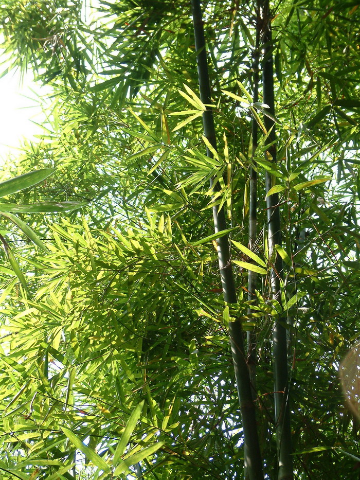 破篾黄竹Bambusa contracta 破篾黄竹Bambusa contracta