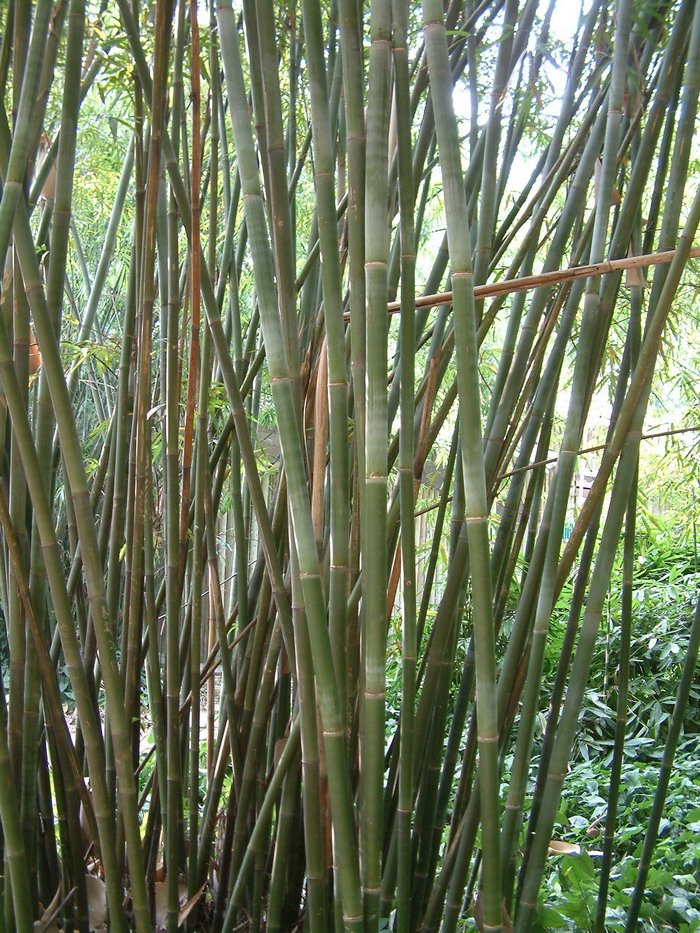 破篾黄竹Bambusa contracta 破篾黄竹Bambusa contracta