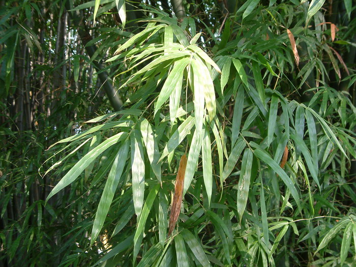 长枝竹Bambusa dolichoclada