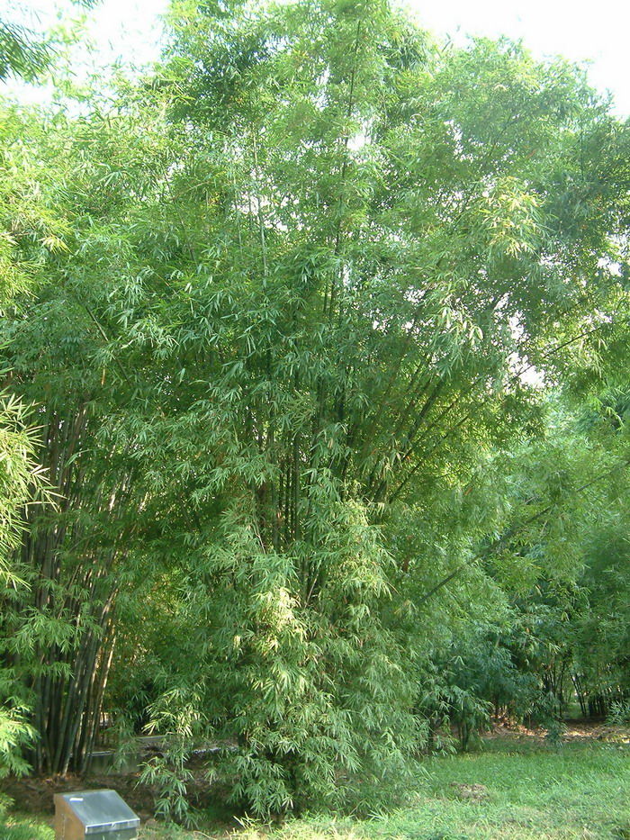 长枝竹Bambusa dolichoclada 长枝竹Bambusa dolichoclada