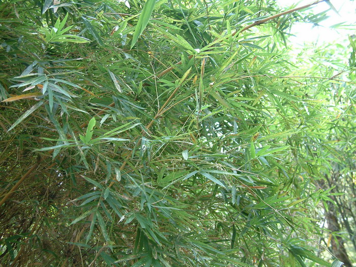 小琴丝竹Bambusa multiplex 'Alphonse-Karr' 小琴丝竹Bambusa multiplex 'Alphonse-Karr'