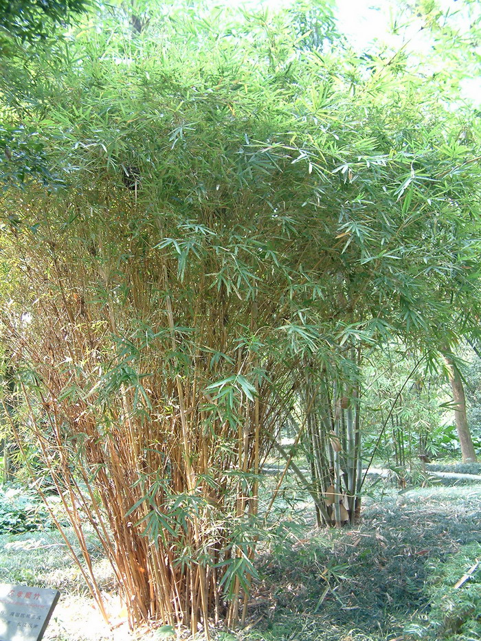 小琴丝竹Bambusa multiplex 'Alphonse-Karr' 小琴丝竹Bambusa multiplex 'Alphonse-Karr'
